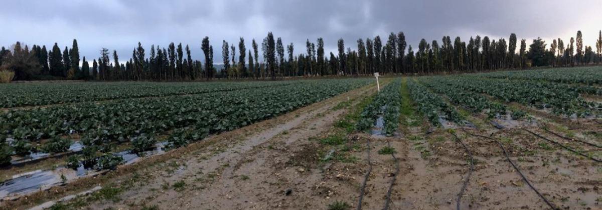 un champ de plantation en pousse