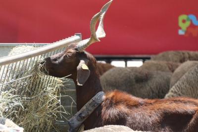 Animaux de la ferme à Préférence Provence - Agrandir l'image 24 sur 29, fenêtre modale
