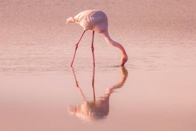 un flamant rose le bec dans l'eau rose des salins - Agrandir l'image 1 sur 7, fenêtre modale